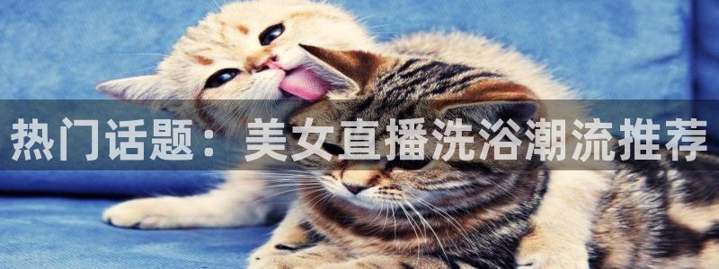 熊猫直播下载免费安装